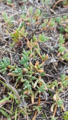 Lampranthus sociorum