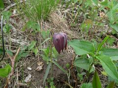 Fritillaria maximowiczii