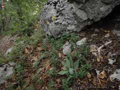 Hieracium waldsteinii