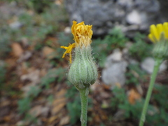 Hieracium waldsteinii