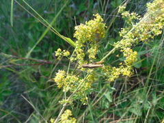 Chorthippus apricarius