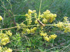 Chorthippus apricarius