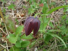 Fritillaria maximowiczii