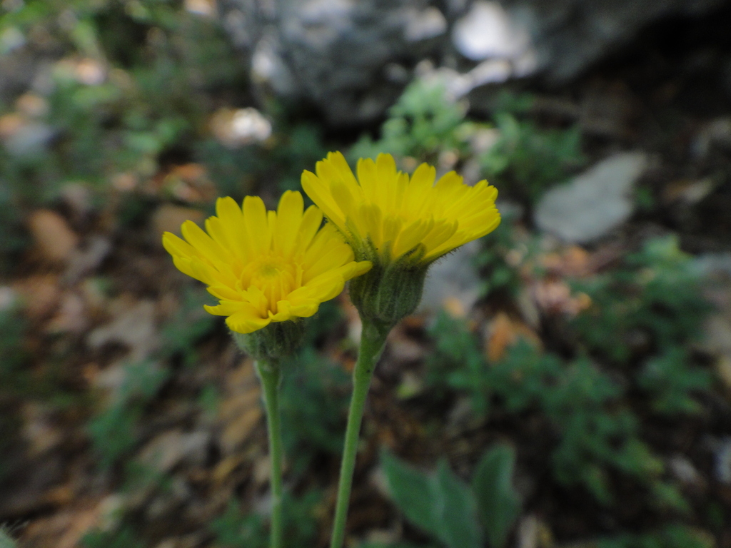 Hieracium waldsteinii; photograph (c) Christian Berg, some rights reserved (CC BY)