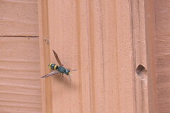 Orancistrocerus drewseni