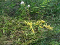 Chorthippus apricarius