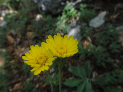Hieracium waldsteinii