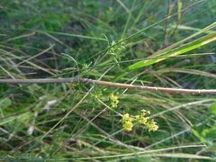 Chorthippus apricarius