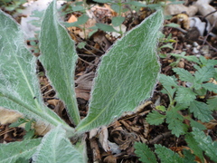 Hieracium waldsteinii