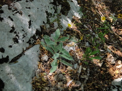 Hieracium waldsteinii