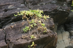 Delosperma tradescantioides