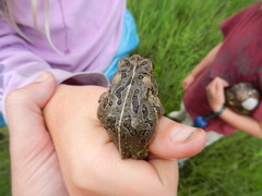 Anaxyrus fowleri