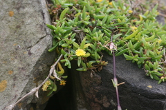 Delosperma tradescantioides