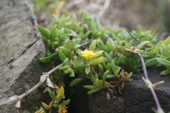 Delosperma tradescantioides