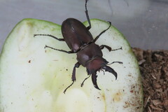 Prismognathus dauricus