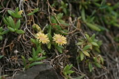 Delosperma tradescantioides