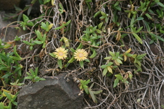 Delosperma tradescantioides
