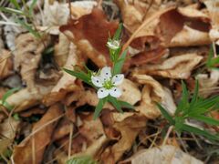 Pseudostellaria rigida