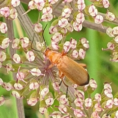 Rhagonycha fulva