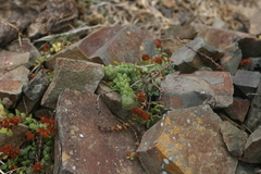 Crassula obovata