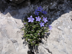 Campanula waldsteiniana