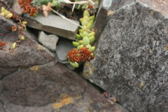 Crassula obovata