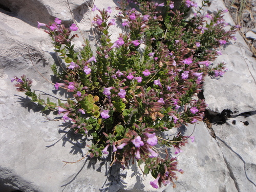 Image of Micromeria croatica by (c) Christian Berg, some rights reserved (CC BY)