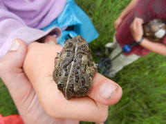 Anaxyrus fowleri