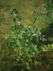Populus tremula