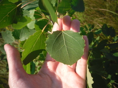 Populus tremula