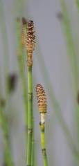 Equisetum fluviatile