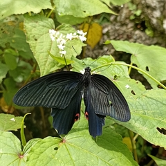 Papilio protenor