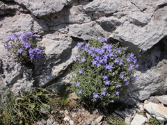 Campanula waldsteiniana