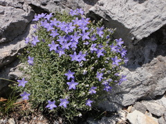 Campanula waldsteiniana