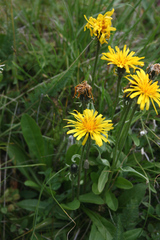 Crepis chrysantha
