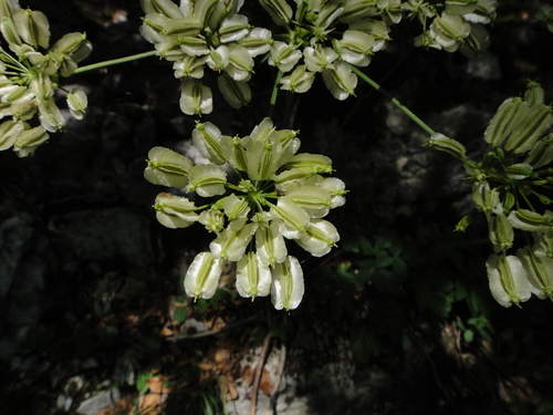 Image of Laserpitium krapfii by (c) Christian Berg, some rights reserved (CC BY)
