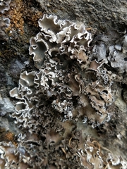 Peltigera monticola