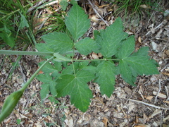 Laserpitium krapffii