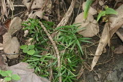 Asparagus falcatus