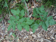 Laserpitium krapffii