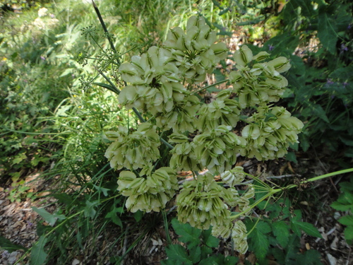 Image of Laserpitium krapfii by (c) Christian Berg, some rights reserved (CC BY)