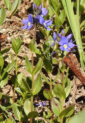 Veronica cusickii