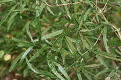 Asparagus falcatus