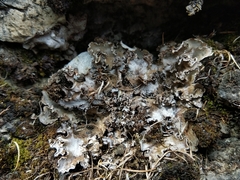 Peltigera monticola