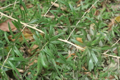Asparagus falcatus