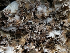 Peltigera monticola
