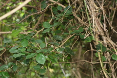 Dovyalis rhamnoides