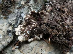 Peltigera monticola