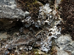 Peltigera monticola