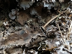 Peltigera monticola